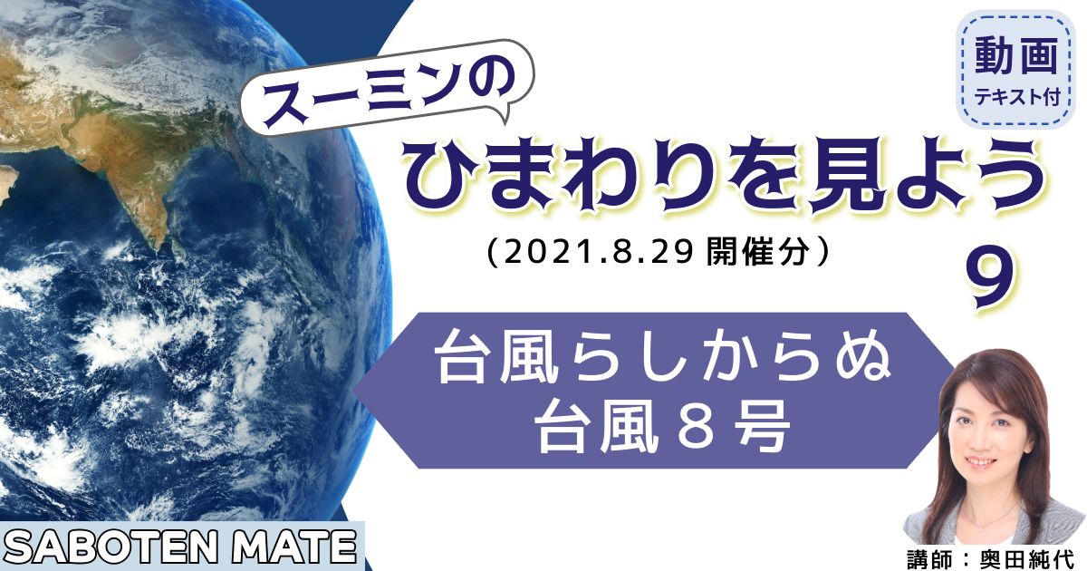 スーミンのひまわりを見よう（９）～台風らしからぬ台風８号～