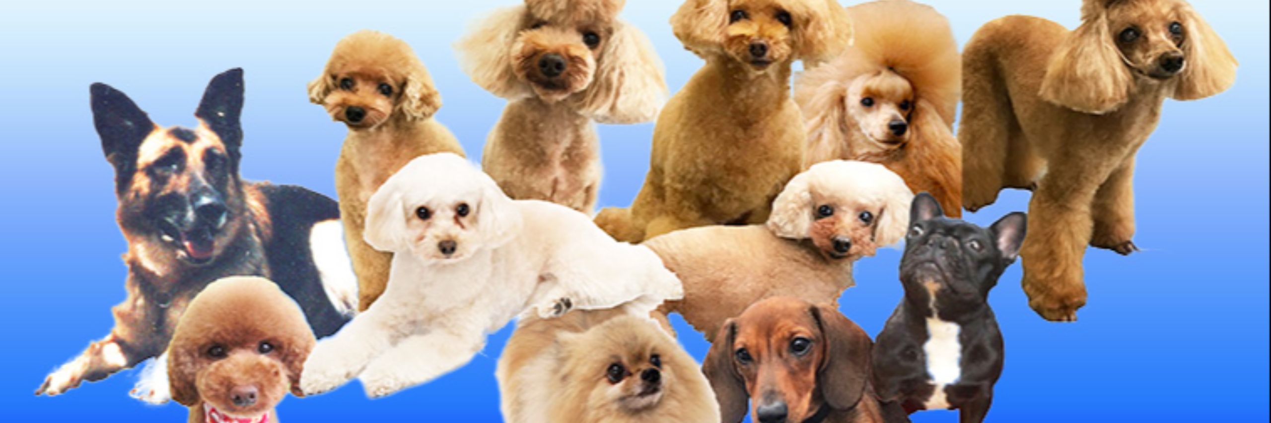 やさしい「愛犬暮らしの辞書」シリーズ