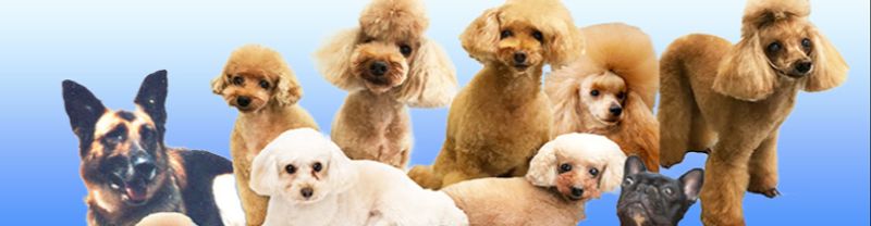 やさしい「愛犬暮らしの辞書」シリーズ